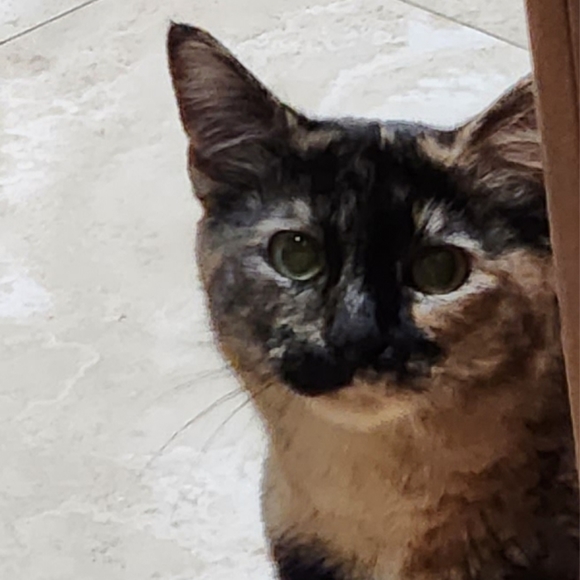 Meet your Posher, Lil - Picture 1 of 1